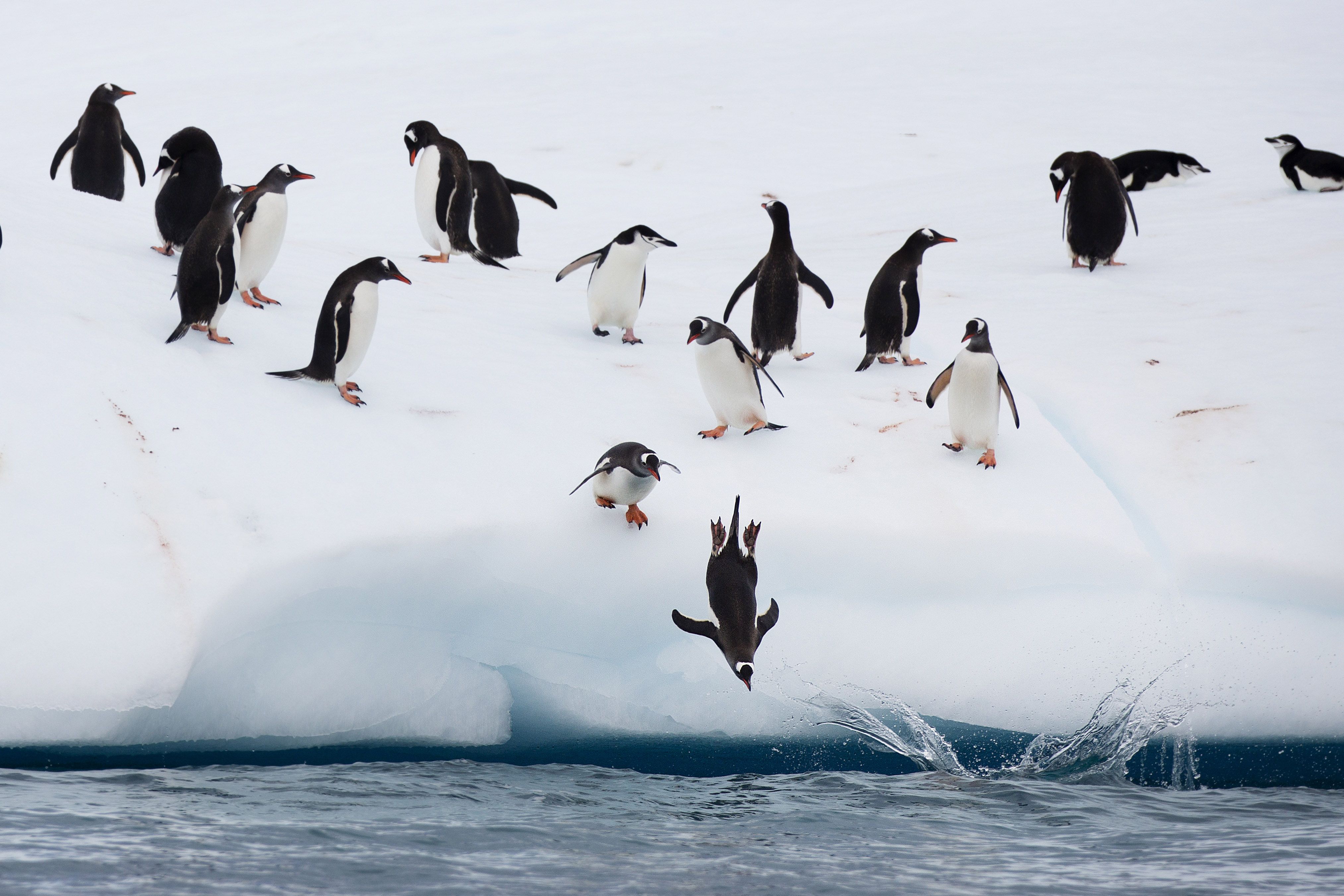 Verdeling van de opbrengst